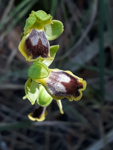 Yellow Bee-orchid