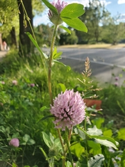 Trifolium pratense