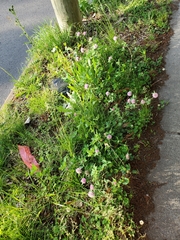 Trifolium pratense