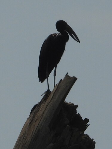African Openbill