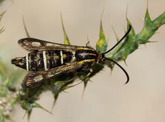 Chamaesphecia bibioniformis