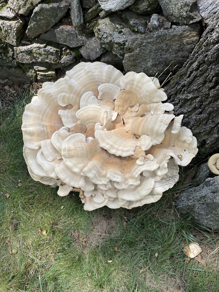 Berkeley's Polypore · August 2026 · photo: Photo: no rights reserved · iNaturalist