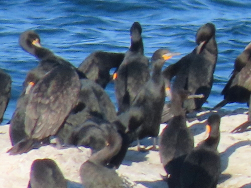 iNaturalist image