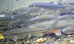 Mylocheilus caurinus