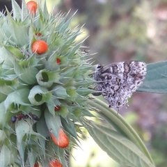 Aubergina vanessoides