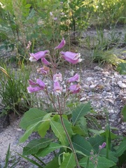 Penstemon australis