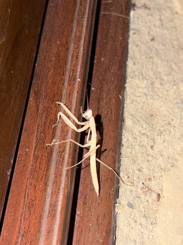 European Mantis
