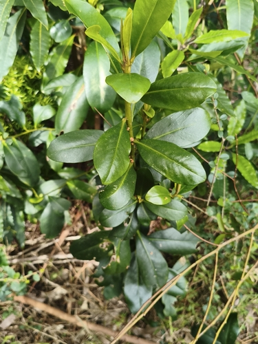 Myrsine laetevirens