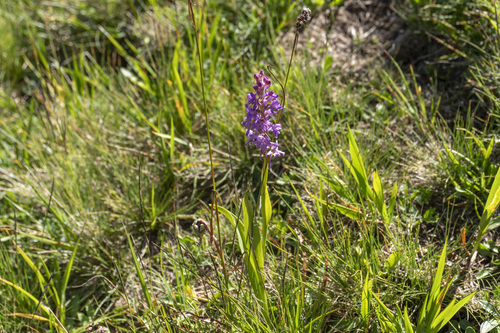 Gymnadenia conopsea observed 2026-08-22