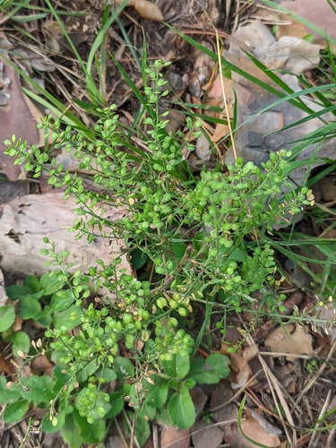 Lepidium ruderale