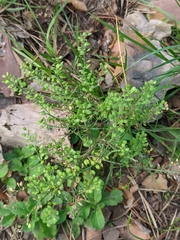 Lepidium ruderale