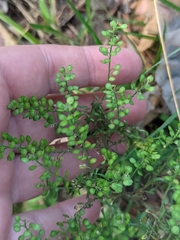 Lepidium ruderale, photograph (c) Марина Давлетшина, some rights reserved (CC BY)
