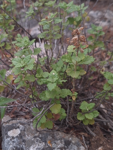 Teucrium flavum, photograph 6