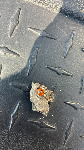Seven-spotted Lady Beetle