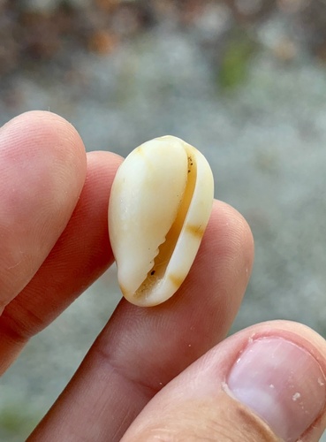 Marginella guttata, 2026-08-25