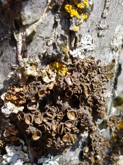 Melanohalea septentrionalis