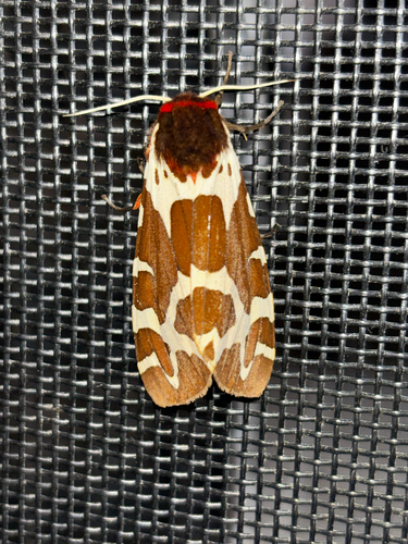 Garden Tiger