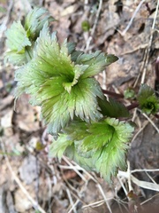 Trollius europaeus