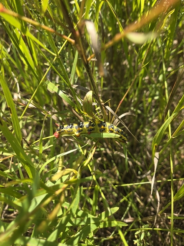 Leafy Spurge Hawkmoth