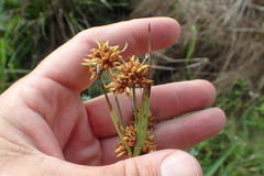 Rhynchospora indianolensis