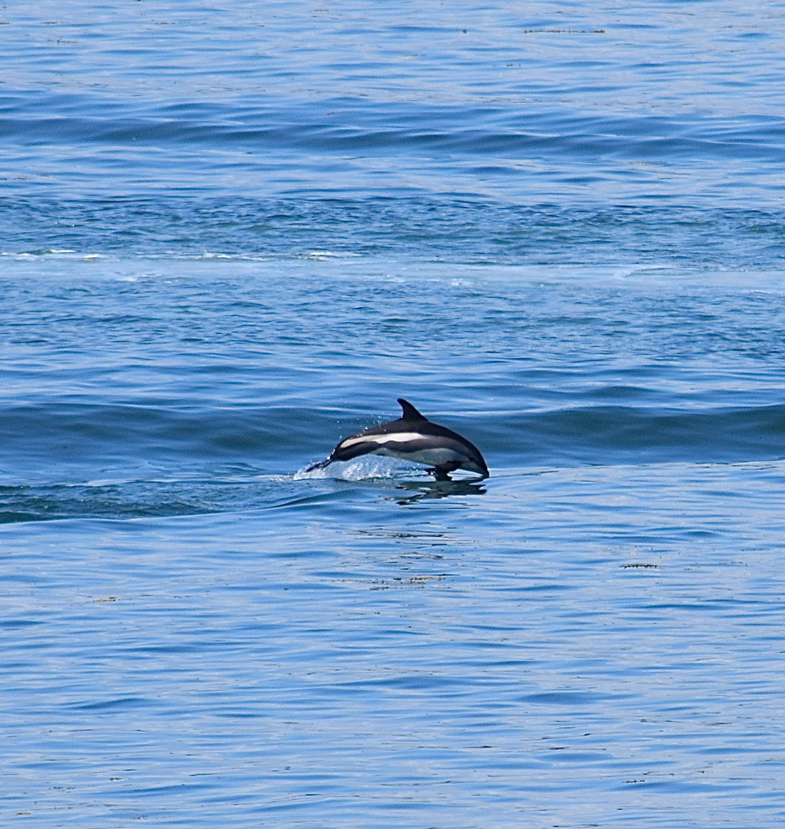 Lagenorhynchus acutus