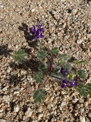 Lupinus flavoculatus