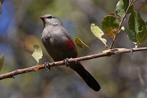 Cinderella Waxbill