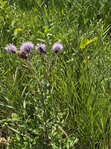 creeping thistle