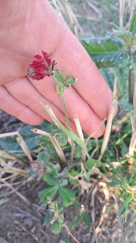 crimson clover