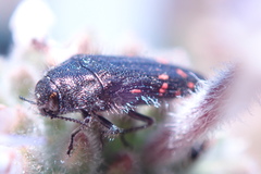 Acmaeodera vandykei