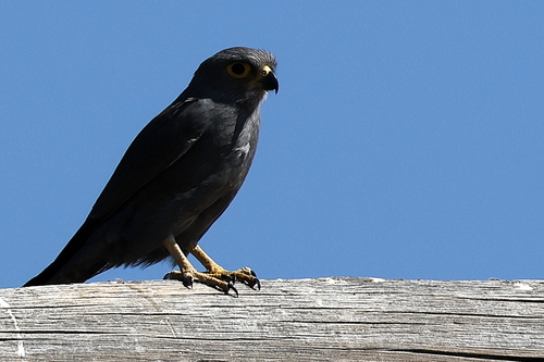 Gray Kestrel
