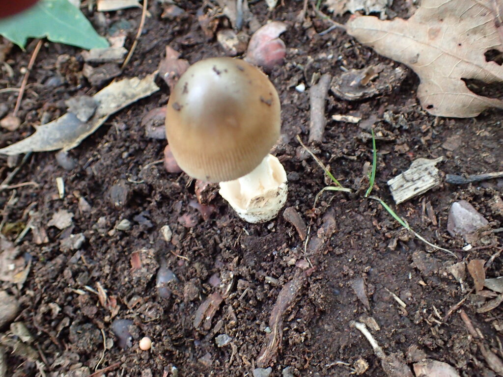 Amanita fuscozonata