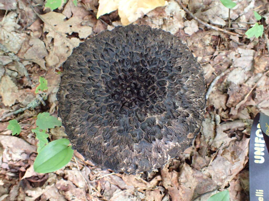 Old-man-of-the-woods · August 2026 · photo: Photo: no rights reserved · iNaturalist
