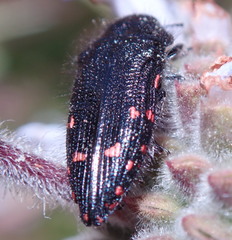 Acmaeodera vandykei