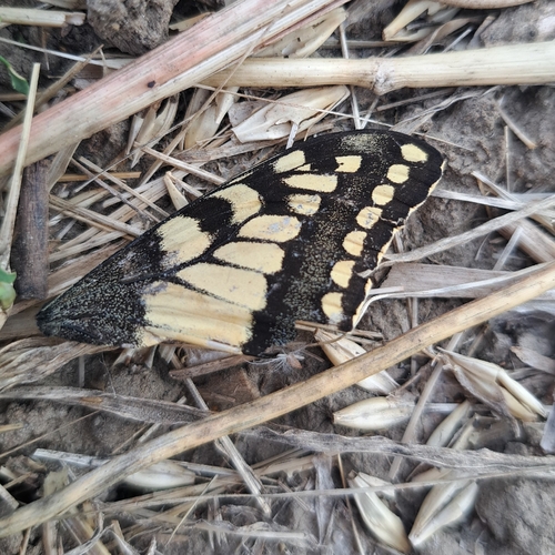 Old World Swallowtail