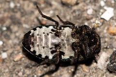 Dermestes laniarius