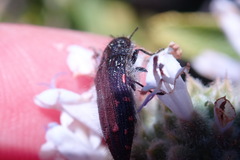 Acmaeodera vandykei