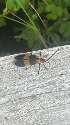 Reticulated Net-winged Beetle