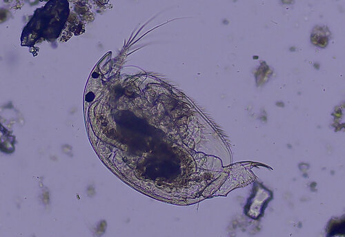 iNaturalist observation photo of Alona setulosa