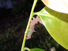 Schizura ipomaeae