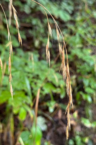 Bromus benekenii observed 2026-08-26