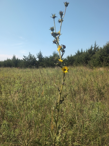 compass plant