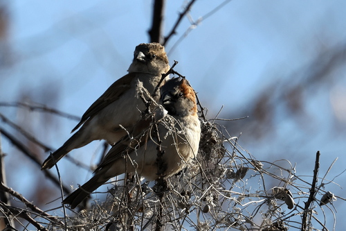 Great Rufous Sparrow