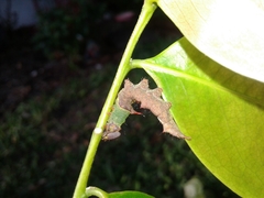 Schizura ipomaeae