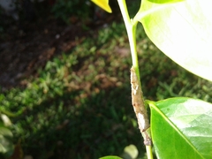 Schizura ipomaeae