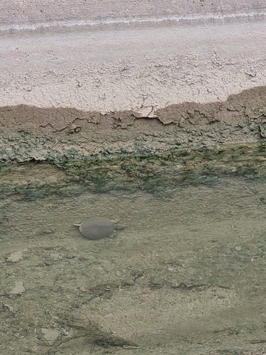 Spiny Softshell