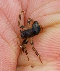 Pagurus hirsutiusculus