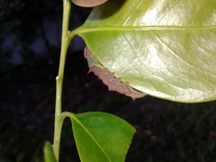 Schizura ipomaeae