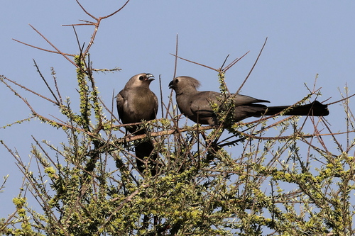 Grey Go-away-bird