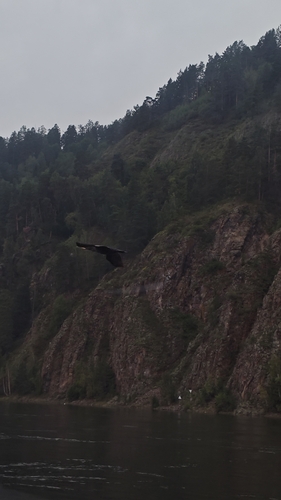 Great Cormorant